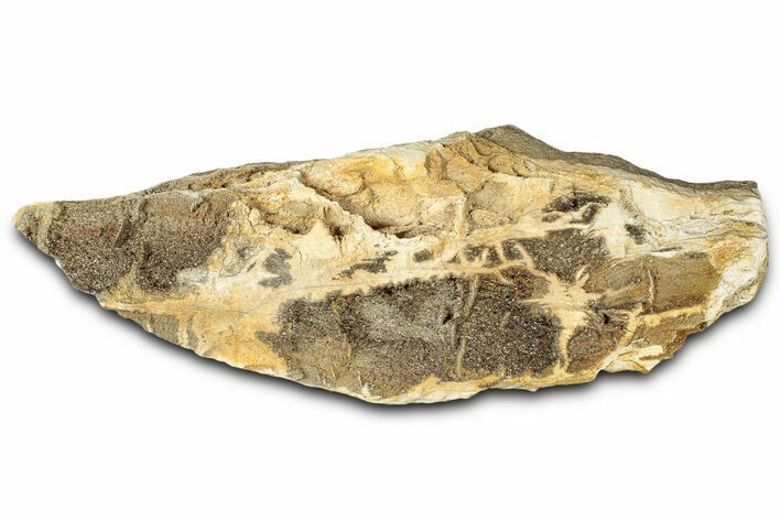 Glittering Petrified Wood with Druzy Quartz - Alabama #325398